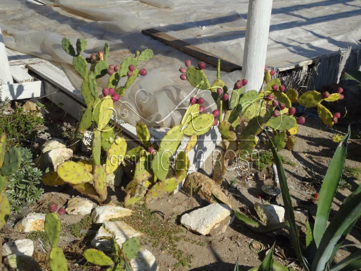 Casa Angela Rosa Βίλα Carovigno Εξωτερικό φωτογραφία